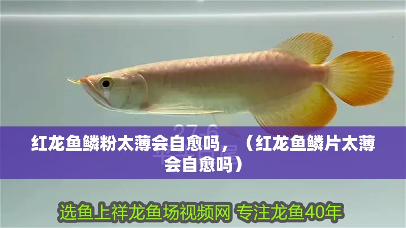 紅龍魚鱗粉太薄會自愈嗎，（紅龍魚鱗片太薄會自愈嗎）