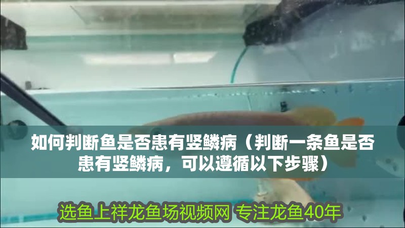 如何判斷魚是否患有豎鱗病（判斷一條魚是否患有豎鱗病，可以遵循以下步驟）