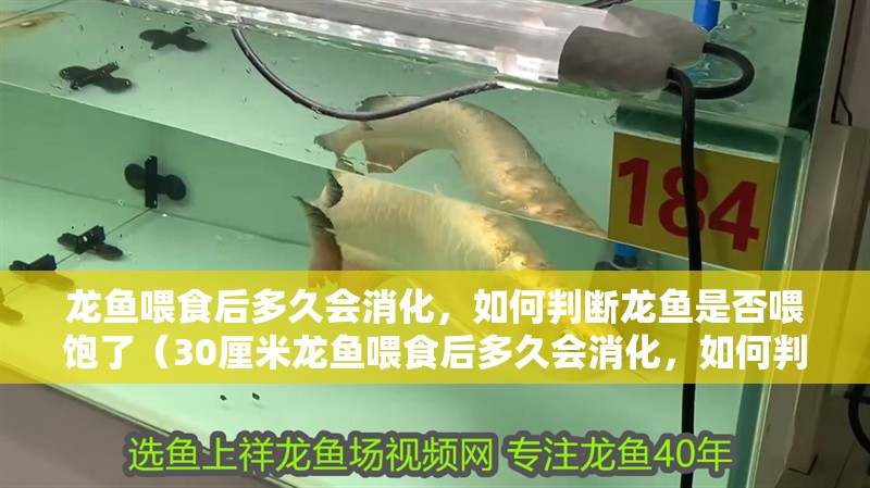 龍魚喂食后多久會消化，如何判斷龍魚是否喂飽了（30厘米龍魚喂食后多久會消化，如何判斷龍魚是否喂飽了）