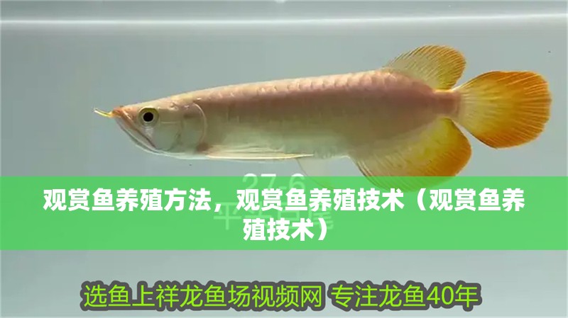 魚缸過濾器選購指南:自制魚缸過濾器魚缸上置過濾器對于養魚愛好者的必備知識 觀賞魚養殖方法,觀賞魚養殖技術(觀賞魚養殖技術) 觀賞魚百科 觀賞魚養殖方法,觀賞魚養殖技術(觀賞魚養殖技術) 觀賞魚養殖方法,觀賞魚養殖技術(觀賞魚養殖技術) 觀賞魚百科