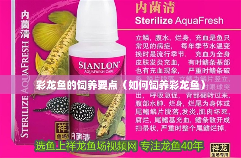 彩龍魚的飼養要點（如何飼養彩龍魚）