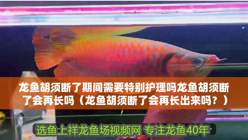 龍魚胡須斷了期間需要特別護理嗎龍魚胡須斷了會再長嗎（龍魚胡須斷了會再長出來嗎？）