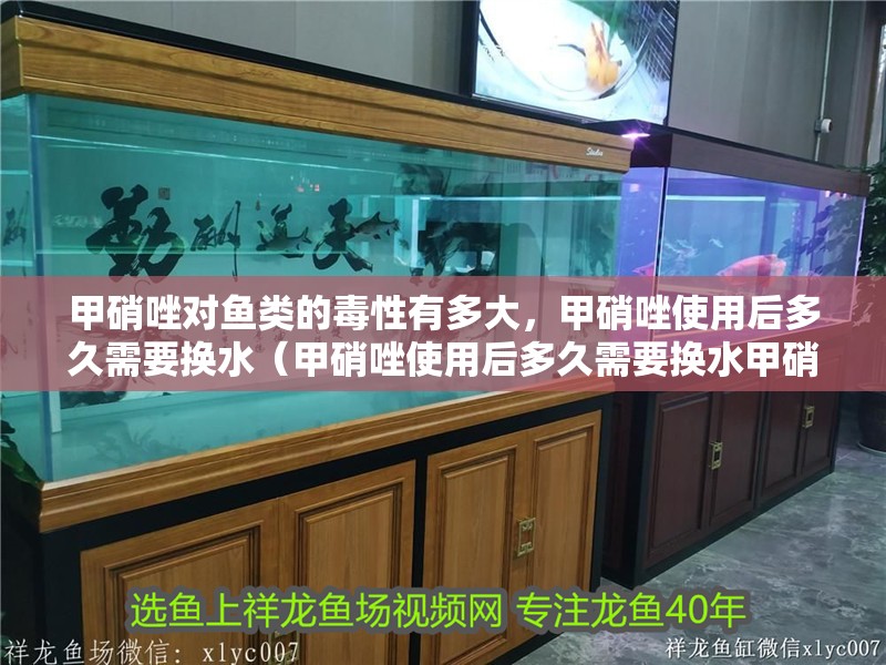 甲硝唑?qū)︳~類的毒性有多大，甲硝唑使用后多久需要換水（甲硝唑使用后多久需要換水甲硝唑?qū)︳~類的毒性有多大）