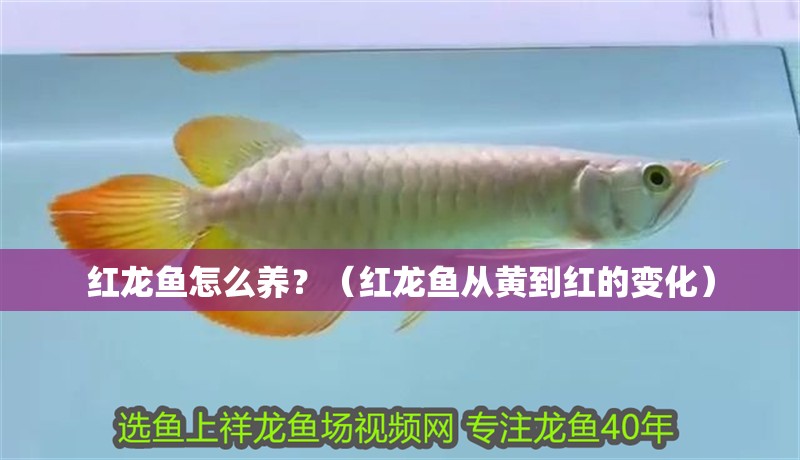 紅龍魚怎么養(yǎng)？（紅龍魚從黃到紅的變化）