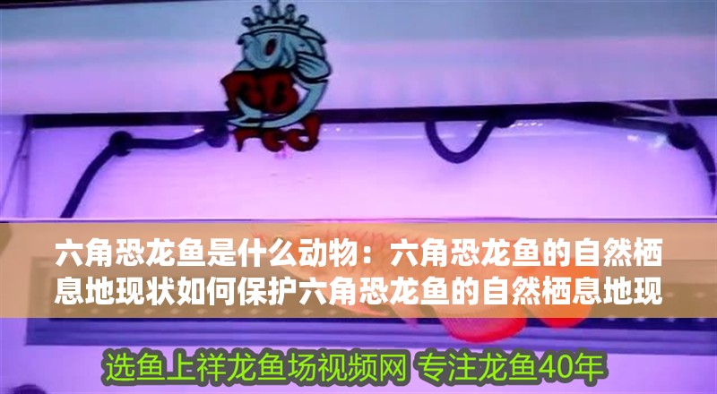 六角恐龍魚是什么動物：六角恐龍魚的自然棲息地現狀如何保護六角恐龍魚的自然棲息地現狀
