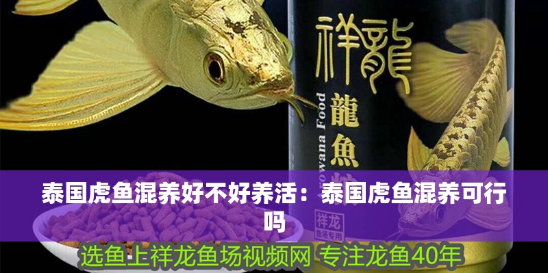 泰國虎魚混養(yǎng)好不好養(yǎng)活：泰國虎魚混養(yǎng)可行嗎