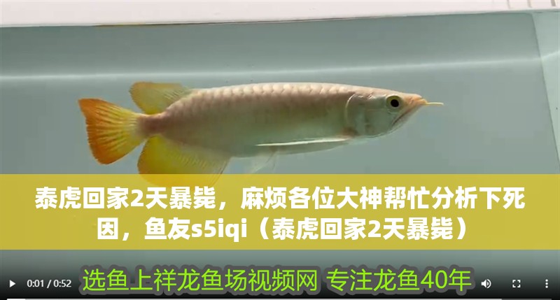 泰虎回家2天暴斃，麻煩各位大神幫忙分析下死因，魚友s5iqi（泰虎回家2天暴斃）
