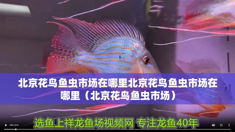 北京花鳥魚蟲市場(chǎng)在哪里北京花鳥魚蟲市場(chǎng)在哪里（北京花鳥魚蟲市場(chǎng)）