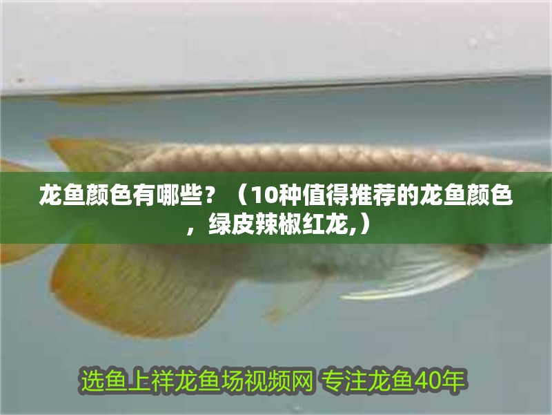 龍魚顏色有哪些？（10種值得推薦的龍魚顏色，綠皮辣椒紅龍,）
