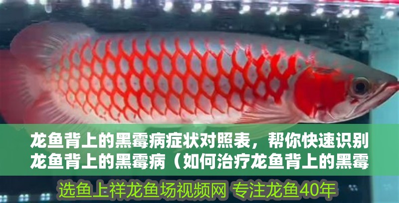 龍魚背上的黑霉病癥狀對(duì)照表，幫你快速識(shí)別龍魚背上的黑霉病（如何治療龍魚背上的黑霉？）