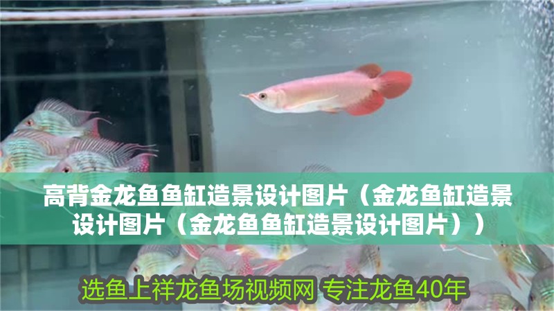 高背金龍魚魚缸造景設計圖片（金龍魚缸造景設計圖片（金龍魚魚缸造景設計圖片））