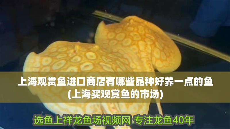 上海觀賞魚進口商店有哪些品種好養(yǎng)一點的魚(上海買觀賞魚的市場)