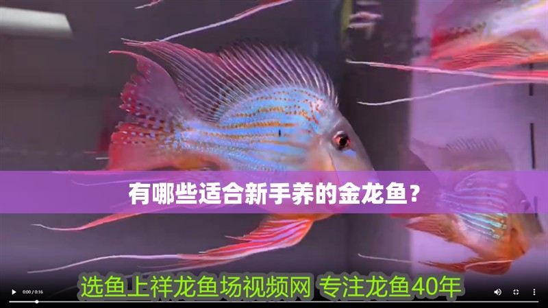 有哪些適合新手養的金龍魚？