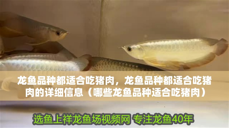 龍魚品種都適合吃豬肉，龍魚品種都適合吃豬肉的詳細信息（哪些龍魚品種適合吃豬肉）