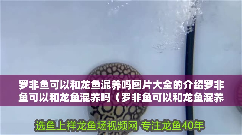 羅非魚可以和龍魚混養(yǎng)嗎圖片大全的介紹羅非魚可以和龍魚混養(yǎng)嗎（羅非魚可以和龍魚混養(yǎng)嗎）