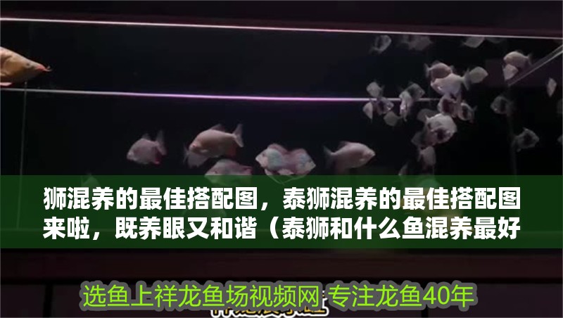 獅混養的最佳搭配圖，泰獅混養的最佳搭配圖來啦，既養眼又和諧（泰獅和什么魚混養最好？）