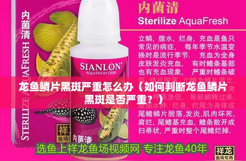 龍魚鱗片黑斑嚴重怎么辦（如何判斷龍魚鱗片黑斑是否嚴重？）