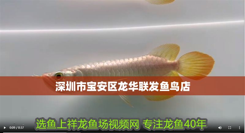 深圳市寶安區龍華聯發魚鳥店