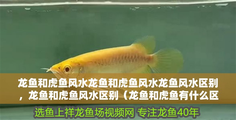 龍魚和虎魚風水龍魚和虎魚風水龍魚風水區別，龍魚和虎魚風水區別（龍魚和虎魚有什么區別）