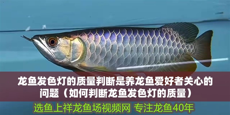 龍魚發色燈的質量判斷是養龍魚愛好者關心的問題（如何判斷龍魚發色燈的質量）