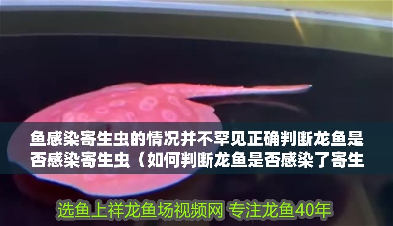 魚感染寄生蟲的情況并不罕見正確判斷龍魚是否感染寄生蟲（如何判斷龍魚是否感染了寄生蟲？）
