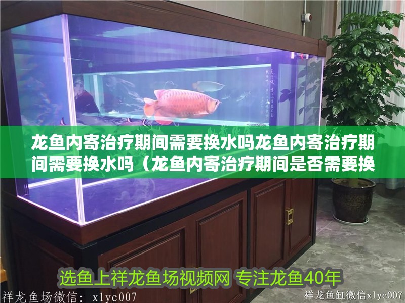 龍魚內寄治療期間需要換水嗎龍魚內寄治療期間需要換水嗎（龍魚內寄治療期間是否需要換水，取決于多種因素，需要了解什么是“內寄”）