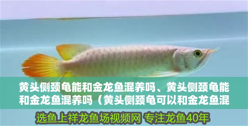 黃頭側(cè)頸龜能和金龍魚混養(yǎng)嗎、黃頭側(cè)頸龜能和金龍魚混養(yǎng)嗎（黃頭側(cè)頸龜可以和金龍魚混養(yǎng)嗎）