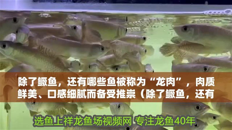 除了鱖魚，還有哪些魚被稱為“龍肉”，肉質鮮美、口感細膩而備受推崇（除了鱖魚，還有哪些魚被稱為“龍肉”，）