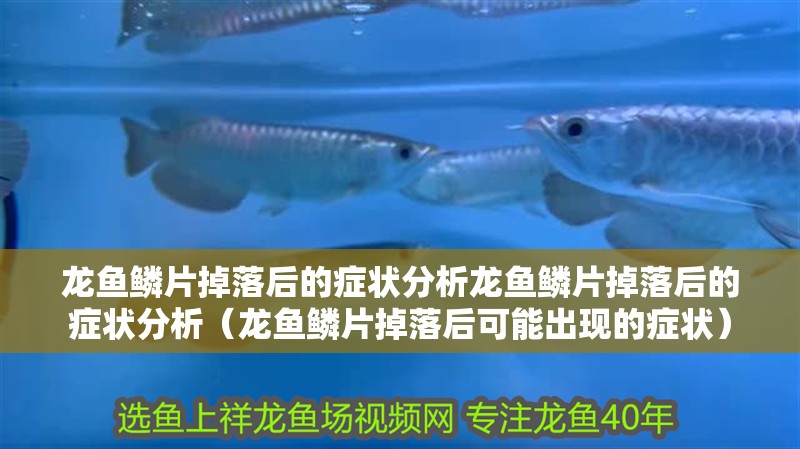 龍魚鱗片掉落后的癥狀分析龍魚鱗片掉落后的癥狀分析（龍魚鱗片掉落后可能出現的癥狀）