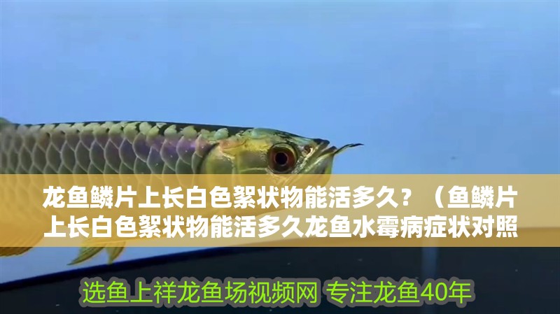 龍魚鱗片上長白色絮狀物能活多久？（魚鱗片上長白色絮狀物能活多久龍魚水霉病癥狀對照表）