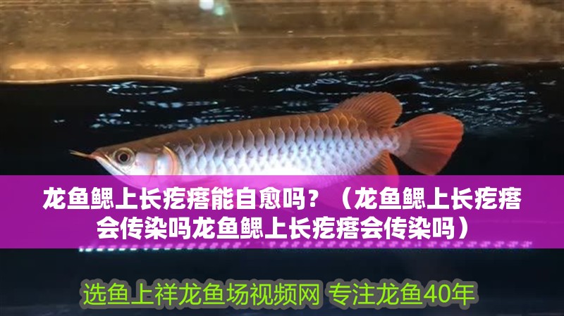 龍魚鰓上長疙瘩能自愈嗎？（龍魚鰓上長疙瘩會傳染嗎龍魚鰓上長疙瘩會傳染嗎）