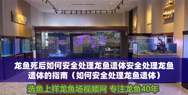龍魚(yú)死后如何安全處理龍魚(yú)遺體安全處理龍魚(yú)遺體的指南（如何安全處理龍魚(yú)遺體）