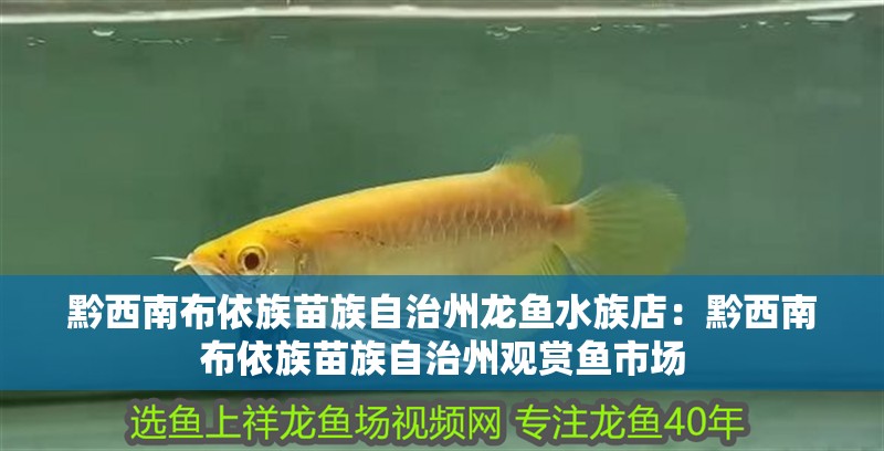 黔西南布依族苗族自治州龍魚水族店：黔西南布依族苗族自治州觀賞魚市場