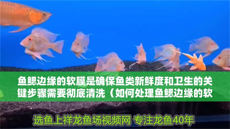 魚鰓邊緣的軟膜是確保魚類新鮮度和衛生的關鍵步驟需要徹底清洗（如何處理魚鰓邊緣的軟膜）