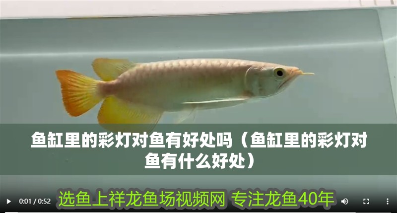 魚缸里的彩燈對魚有好處嗎（魚缸里的彩燈對魚有什么好處）