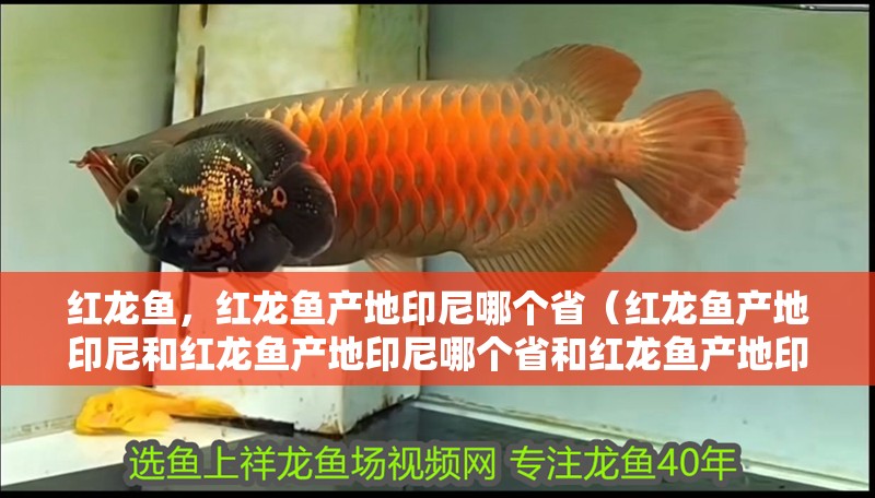 紅龍魚，紅龍魚產(chǎn)地印尼哪個(gè)省（紅龍魚產(chǎn)地印尼和紅龍魚產(chǎn)地印尼哪個(gè)省和紅龍魚產(chǎn)地印尼哪個(gè)省最多）