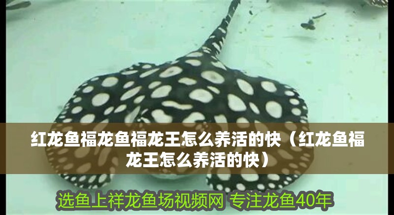 紅龍魚(yú)福龍魚(yú)福龍王怎么養(yǎng)活的快（紅龍魚(yú)福龍王怎么養(yǎng)活的快）