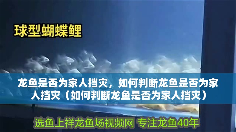 龍魚是否為家人擋災，如何判斷龍魚是否為家人擋災（如何判斷龍魚是否為家人擋災）