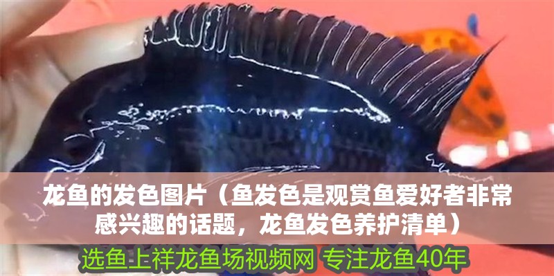 龍魚的發色圖片（魚發色是觀賞魚愛好者非常感興趣的話題，龍魚發色養護清單）
