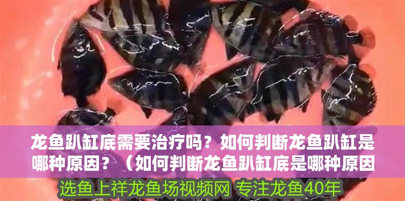 龍魚趴缸底需要治療嗎？如何判斷龍魚趴缸是哪種原因？（如何判斷龍魚趴缸底是哪種原因）