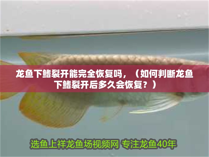龍魚下鰭裂開能完全恢復嗎，（如何判斷龍魚下鰭裂開后多久會恢復？）