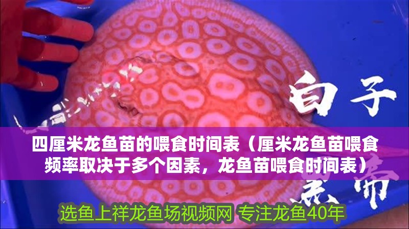 四厘米龍魚苗的喂食時間表（厘米龍魚苗喂食頻率取決于多個因素，龍魚苗喂食時間表）