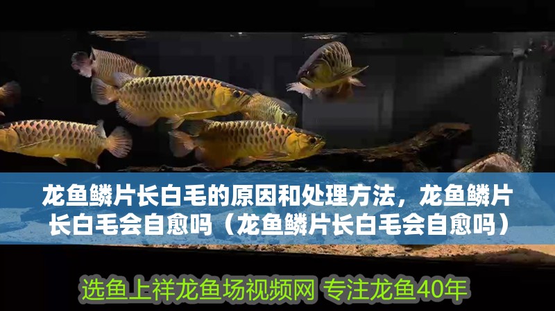龍魚鱗片長白毛的原因和處理方法，龍魚鱗片長白毛會自愈嗎（龍魚鱗片長白毛會自愈嗎）