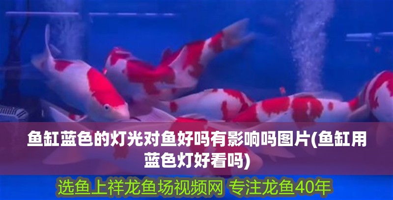 魚(yú)缸藍(lán)色的燈光對(duì)魚(yú)好嗎有影響嗎圖片(魚(yú)缸用藍(lán)色燈好看嗎)