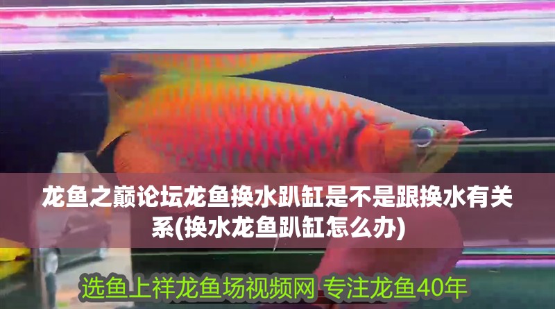 龍魚之巔論壇龍魚換水趴缸是不是跟換水有關(guān)系(換水龍魚趴缸怎么辦)
