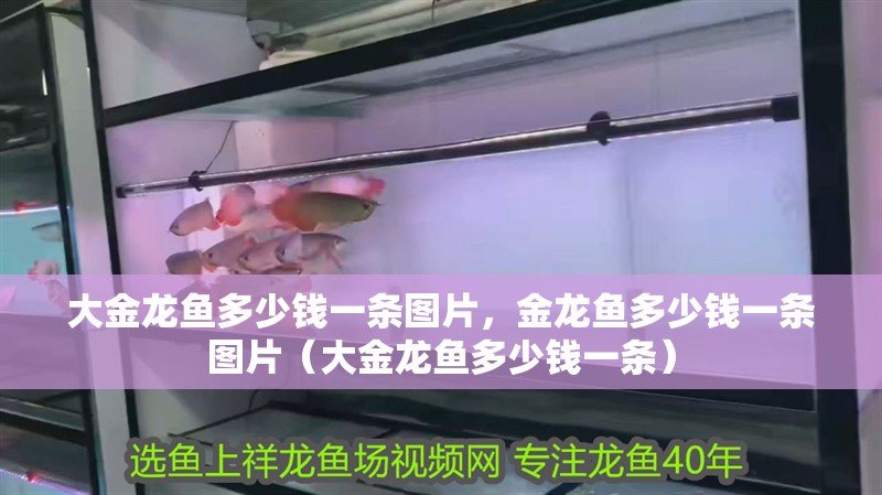 大金龍魚多少錢一條圖片，金龍魚多少錢一條圖片（大金龍魚多少錢一條）