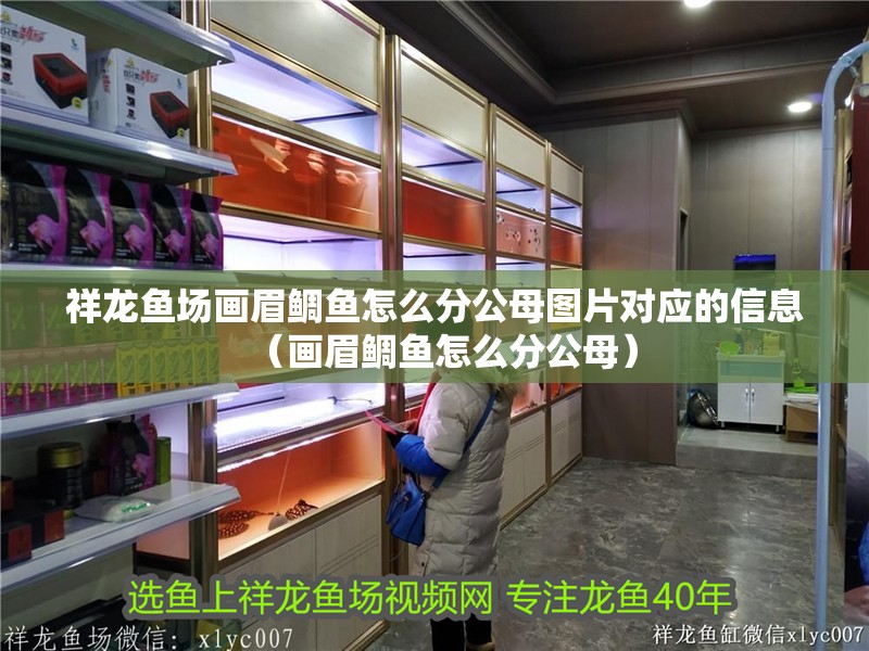 祥龍魚場畫眉鯛魚怎么分公母圖片對應的信息（畫眉鯛魚怎么分公母）