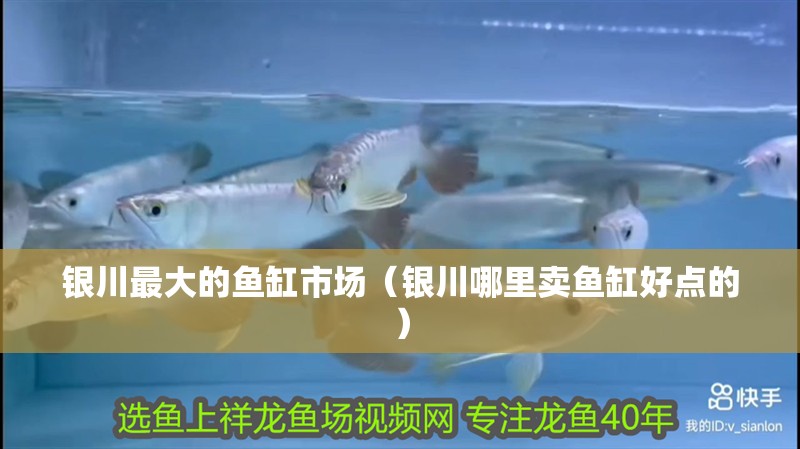 銀川最大的魚缸市場（銀川哪里賣魚缸好點的）