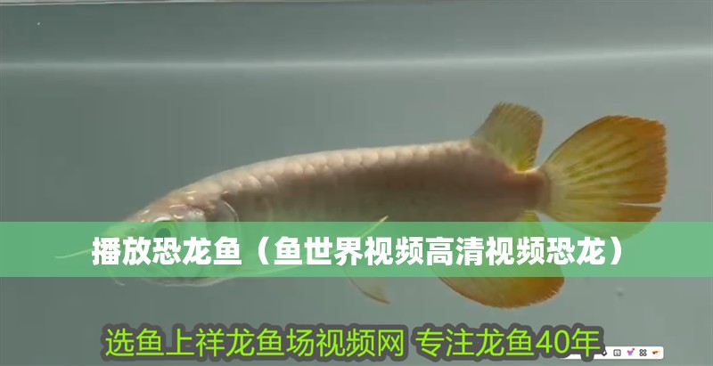 播放恐龍魚（魚世界視頻高清視頻恐龍）