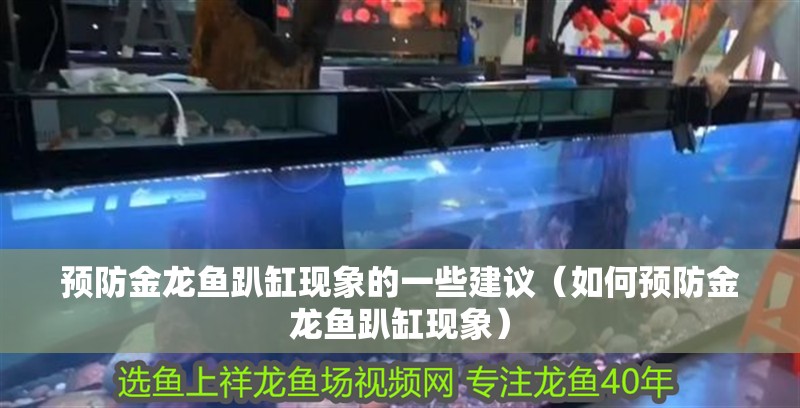 預防金龍魚趴缸現象的一些建議（如何預防金龍魚趴缸現象）